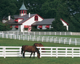 Calumet Horse Farm